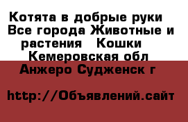 Котята в добрые руки - Все города Животные и растения » Кошки   . Кемеровская обл.,Анжеро-Судженск г.